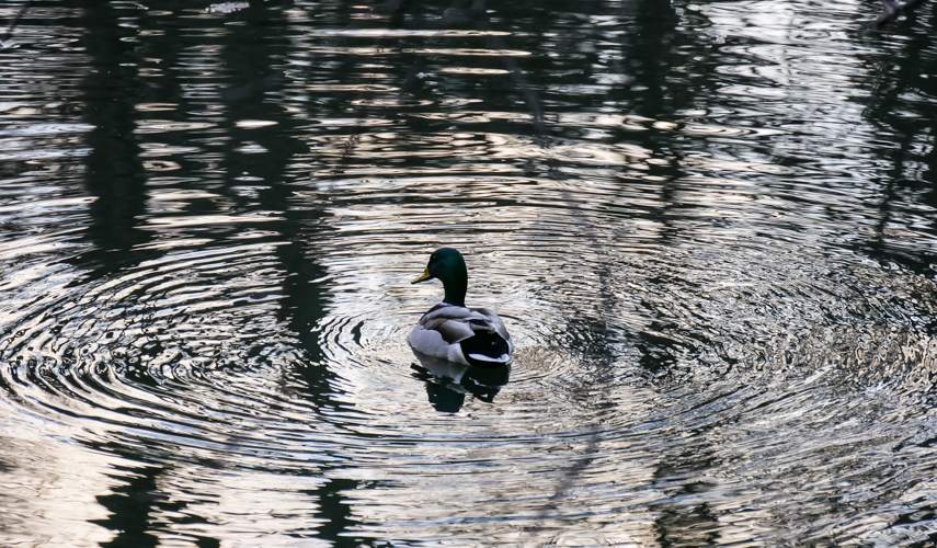 Baignade et séchage Canard10