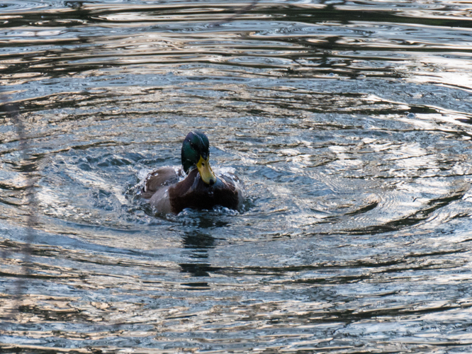 Baignade et séchage Canard12