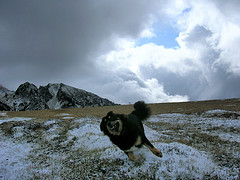 tibet - Dogue du Tibet - Page 13 40202211