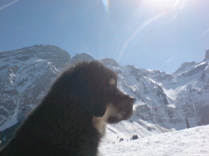 naissance de dchiots dogues du tibet !!! - Page 5 Dsc03614