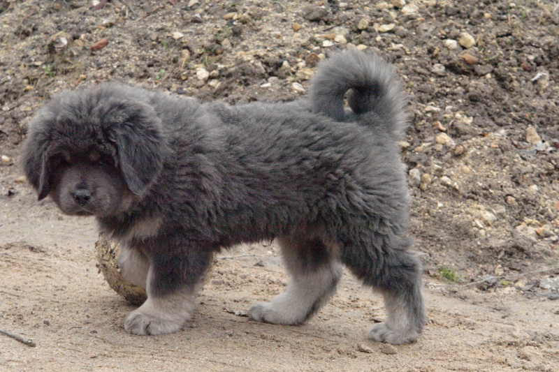 naissance de dchiots dogues du tibet !!! - Page 5 Dsc05811