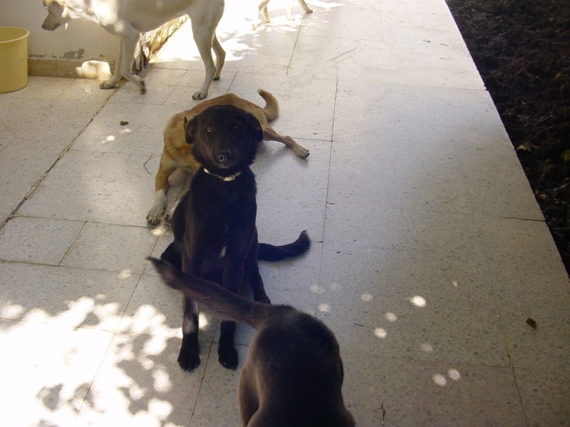 Laïka , petite chienne noire de 10 mois dans l'eure . Dsc00033