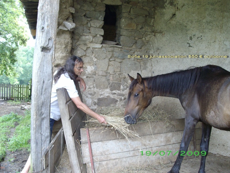 Sofie N Sire : 52496651 X , femelle bai , puce , identifie, ne en 2006.lieu 42 prix :500e Fifi1912