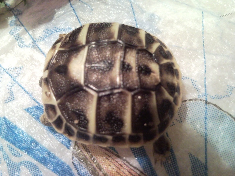 Mon 1er Bébé tortue est arrivé!! Snc00312