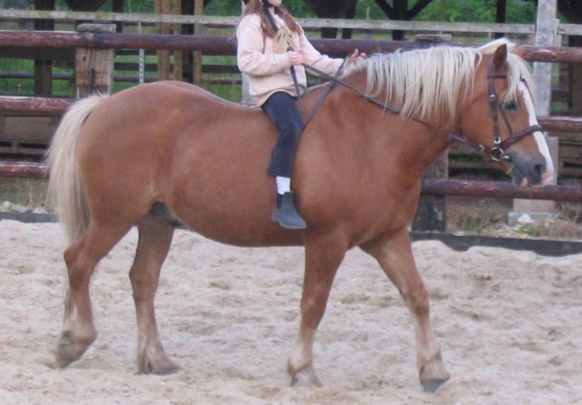 VAGABOND - Haflinger né en 1987 - adopté en avril 2009 par Ludovic Haflin12
