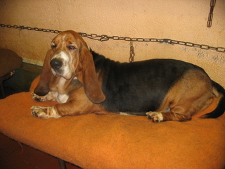 Rex - Basset hound /shamallow Adsa2910