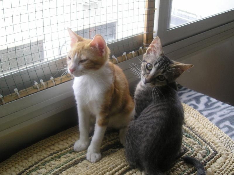 --ADOPTADOS-- Bruno y Niuman, dos gatitos que buscan hogar. Madrid. Asoc. GATA 00312