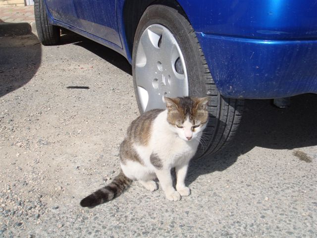 Bisbi, gatito en la calle, es muy mimosn. Navarra Adoptado 25960910