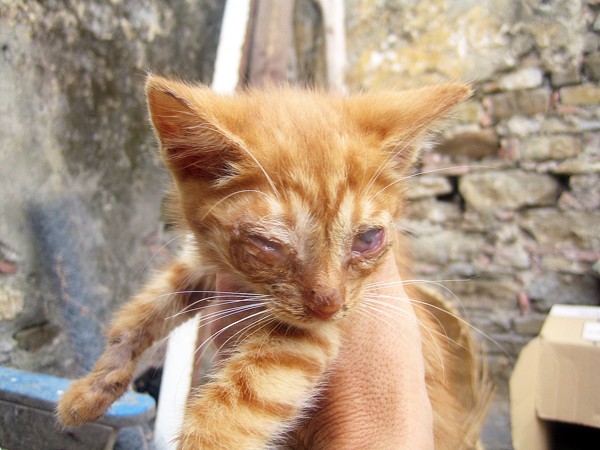 Gatito con ojitos mal. Mirar su carita. urge Fallecido 26751510