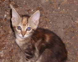 Adoptada -- Mandi gatita muy cariñosa y sus bebés en la calle. Sevilla Bebema10