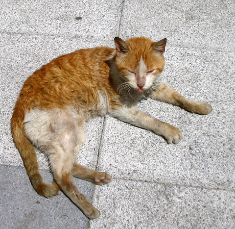 Gato enfermo malviviendo en la calle. Cantabria Caruso11