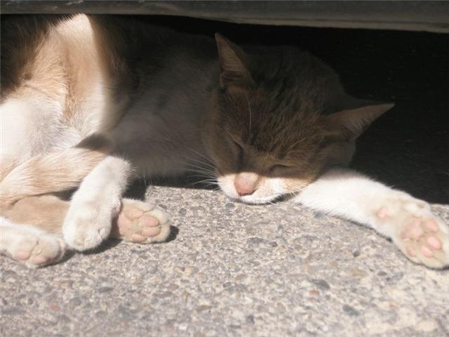 Preciosa gatita en peligro de atropello en la calle. Adoptad Gatita19