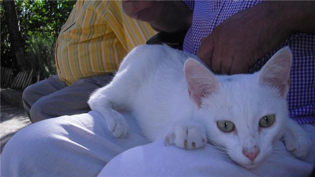 Gato blanco sumamente cariñoso abandonado .Cádiz Gatobl10