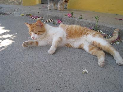 Mimo, gatito al que acaban de echar a la calle. Almería Imagen16