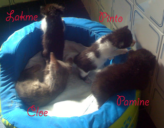 gatos - 15 gatos rescatados de la perrera La Fortuna. Necesitamos casas de acogida. Asoc. GATA. Madrid Los_410