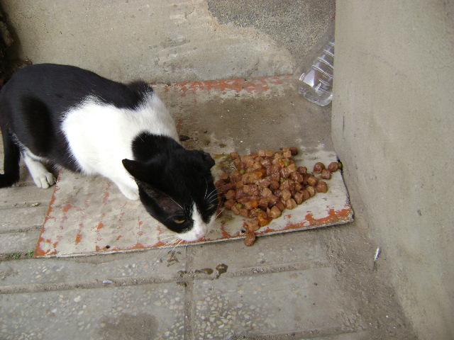 Gatita mimosa, le cortaron una oreja.En la calle. Valencia Oreja110