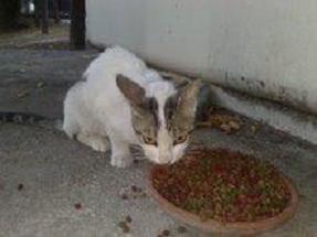 Gato casero abandonado esperando vuelvan a por él. Jaen Thump_15