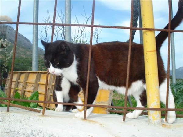 Tiburon, gatito de 10 años sin dientes y + inmuno en la calle. Málaga Tiburo13