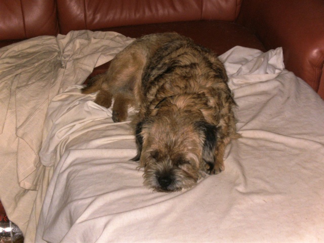 Enfin trouver une toiletteuse capable de faire des Border Terrier Bild0010