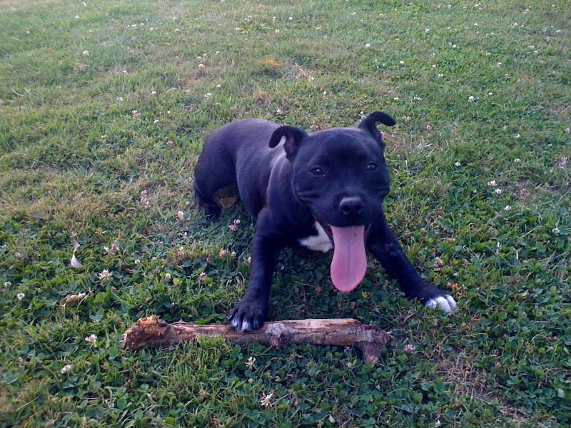 bull - Staffordshire Bull Terrier volée dept 77 [RETROUVEE] Danka_10