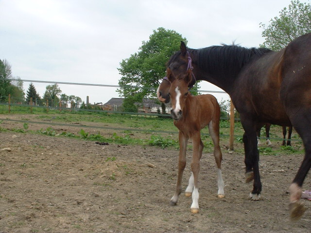 2009 Valkyrie Kébévoa, arabe par Akabad*** et Mélody des Cèdres Dscf0020