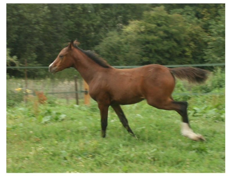 2009 Valkyrie Kébévoa, arabe par Akabad*** et Mélody des Cèdres - Page 2 Val1110