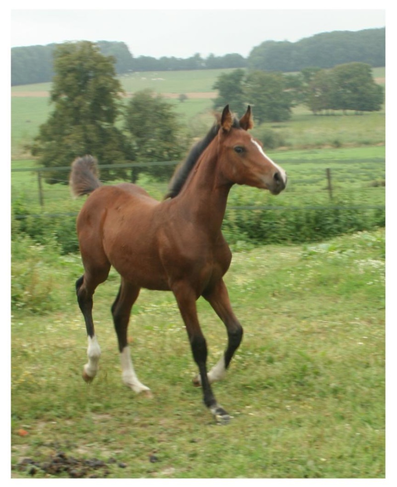 2009 Valkyrie Kébévoa, arabe par Akabad*** et Mélody des Cèdres - Page 2 Val610