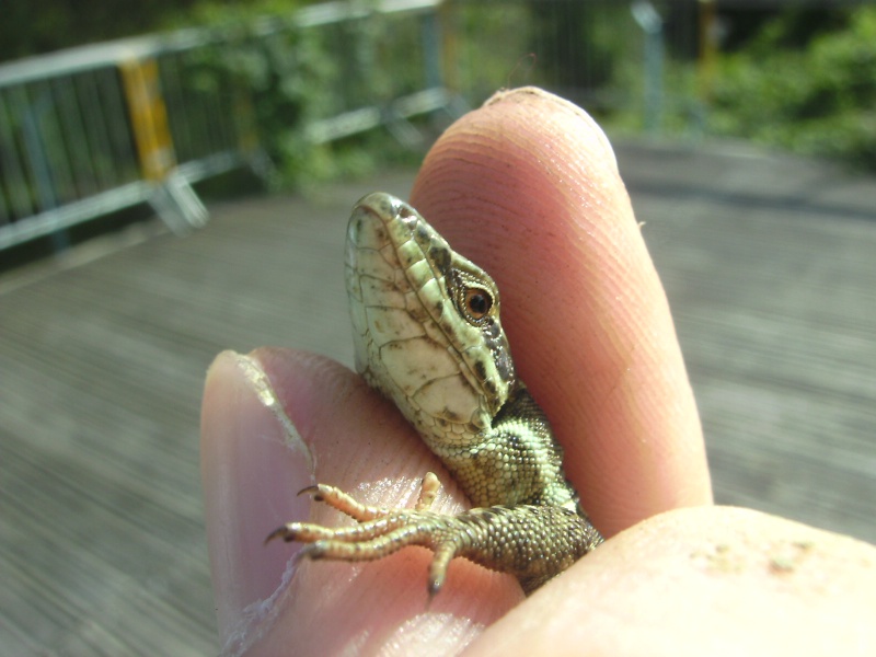 photos de reptiles et amphibiens de vos jardins - Page 5 Lazard11