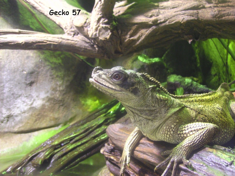 Ménagerie du jardin des plantes + Ferme Trop. Manage30