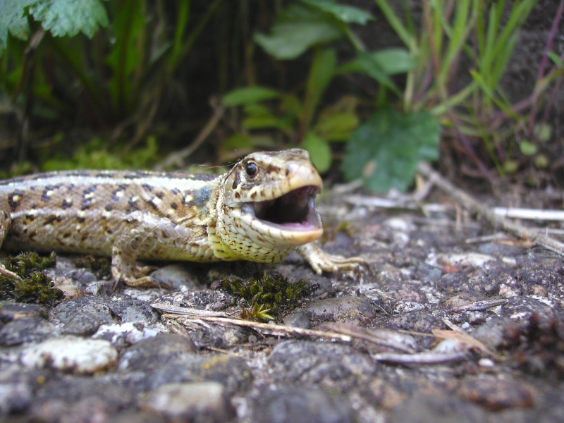 photos de reptiles et amphibiens de vos jardins - Page 4 Orne_r11