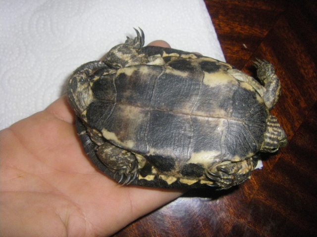 identification d'une tortue trouvée besoin d'aide Imgp2713
