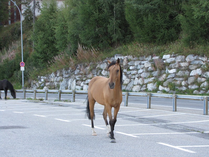 Concours photo été 2009 - Page 3 Cheval10