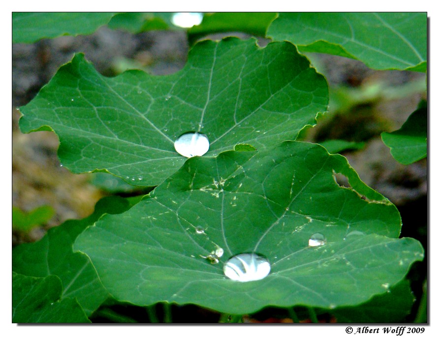 Tombe la pluie 20091010
