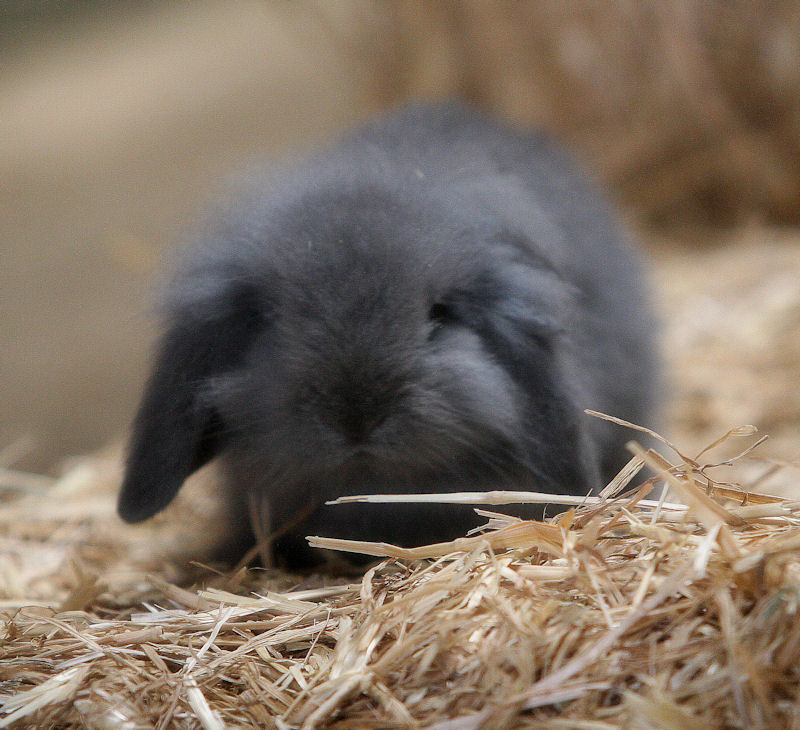 LAPINS NAINS à réserver, PHOTOS P4 A_trie29