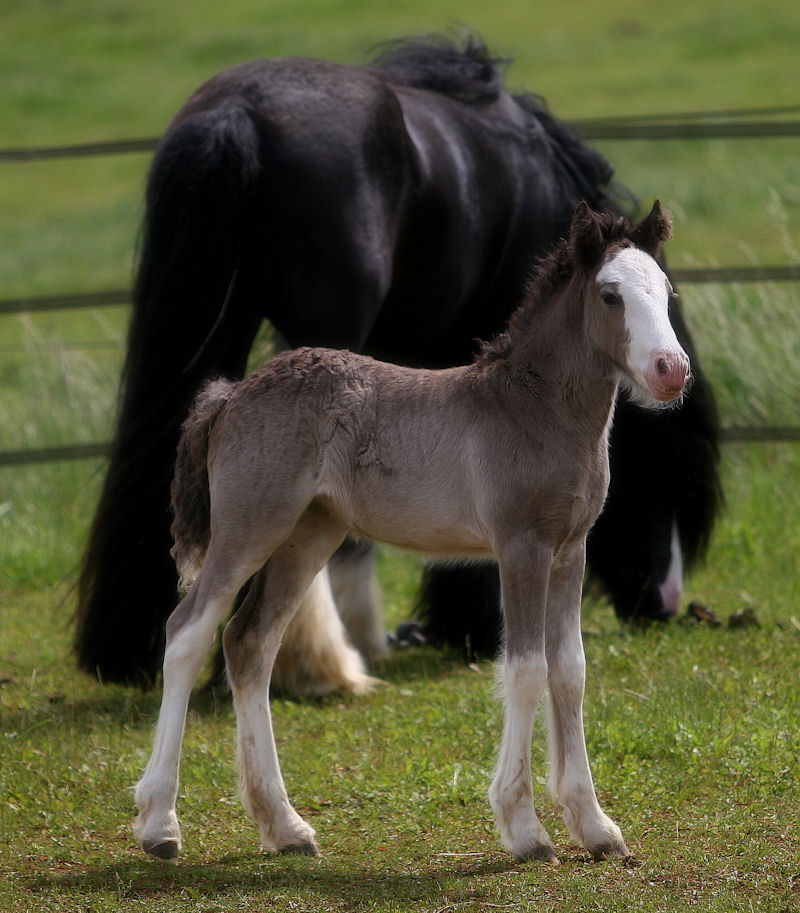 VICTORIA du Vallon (Caitlin x Cluain Na Ri) A_trie32