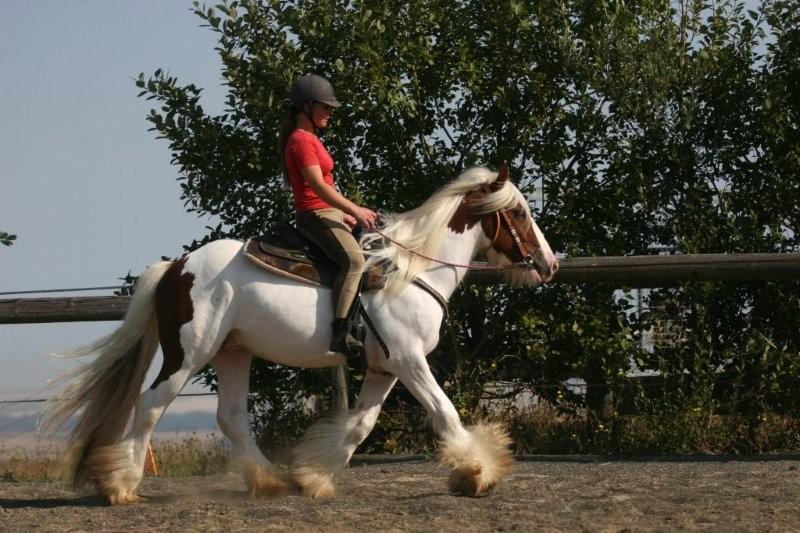 Ciunas, hongre pie alezan, 3 ans, grande taille LES PHOTOS ! Ciunas11