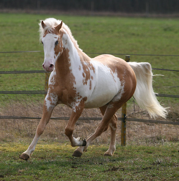 SAMY mon étalon Paint palomino Overo... Nouvelles photos !!! Img_0423