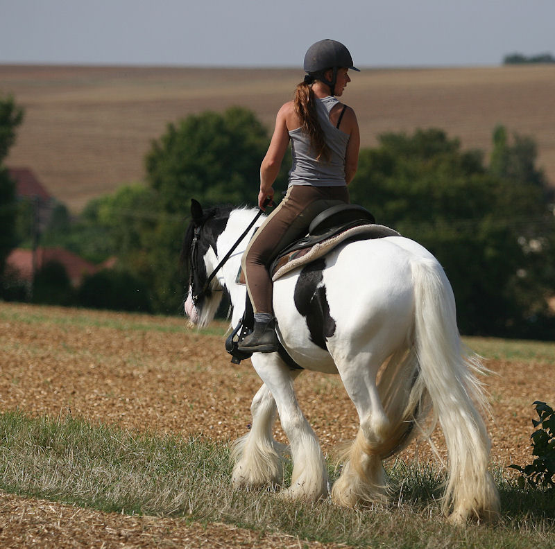 Moustache, hongre, 4 ans Mousta64