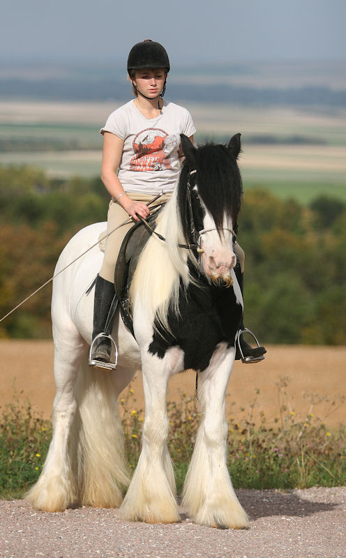 Moustache, hongre, 4 ans Mousta76