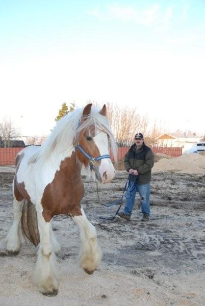 WALLACE, étalon pie alezan, fils de Chance, AU CANADA ! Wallac14