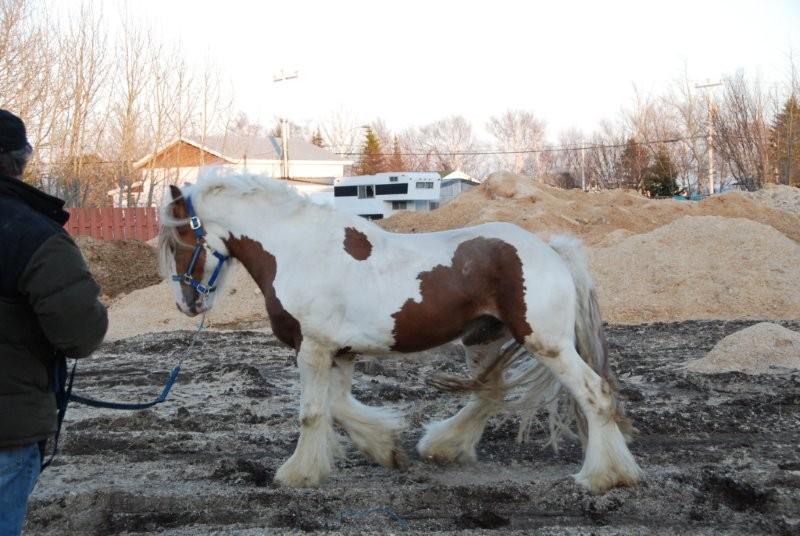 WALLACE, étalon pie alezan, fils de Chance, AU CANADA ! Wallac15