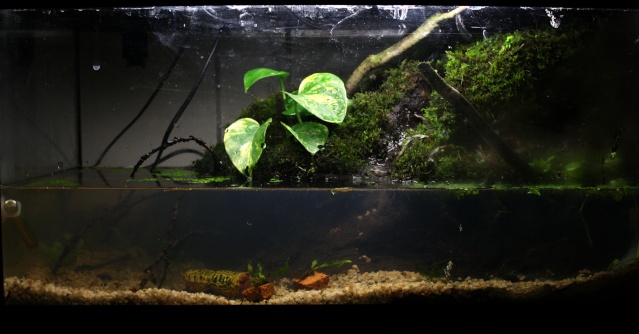 paludarium dans 54L Img_0012