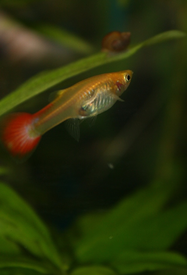 guppy Img_1013