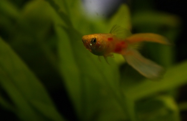 guppy Img_1014