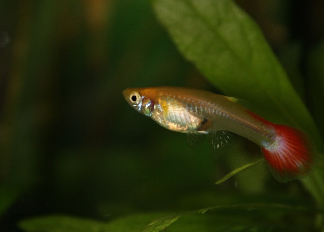 guppy Img_1016