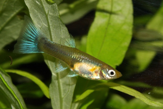 guppy Img_1018