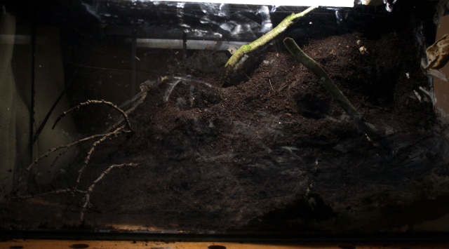 paludarium dans 54L Img_5126