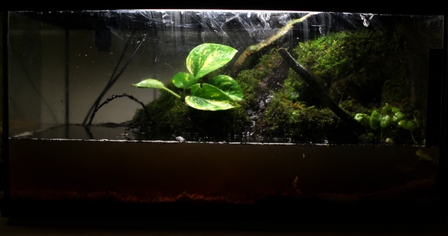 paludarium dans 54L Img_5127