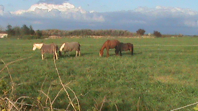 Pitchoune Dumbo et Joli-coeur Dsc00213