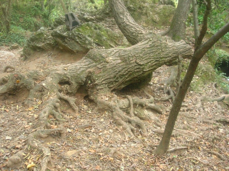 aide pour identifier un arbre Dscn1610
